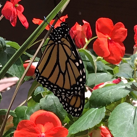 Meet your Posher, Kathy - Picture 2 of 4